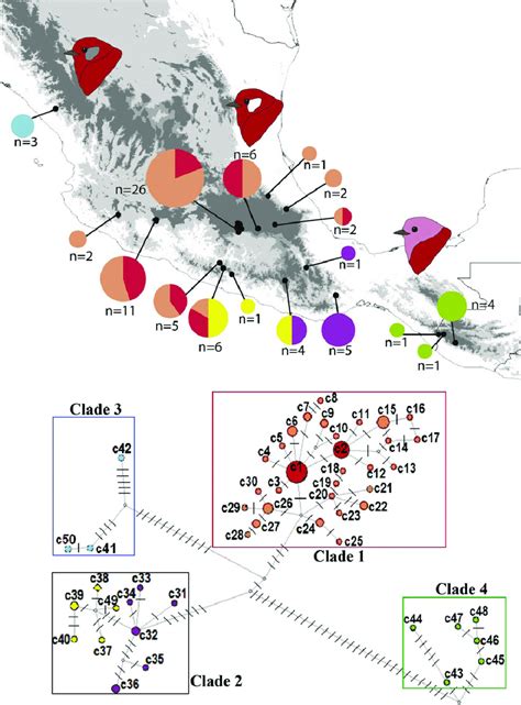 A Geographic Distribution Of MtDNA Haplotypes The Pie Charts In The