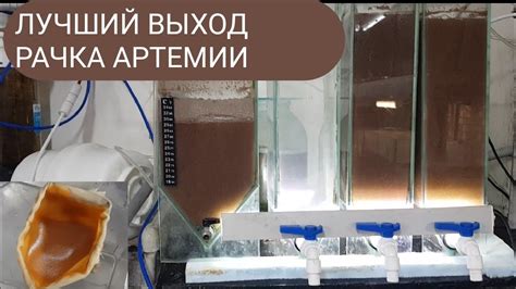 ЛУЧШИЙ ВЫХОД РАЧКА АРТЕМИИ. - YouTube