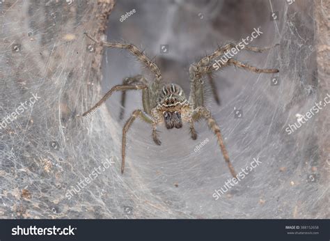 Wolf Spider His Nest Stock Photo 388152658 | Shutterstock