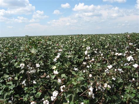 Cotton Fields Us 65 Tensas Parish Louisiana 3 Flickr