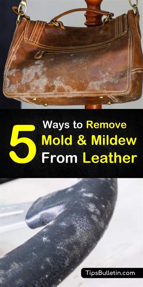 Total 59 Imagen How To Get Mold Out Of Leather Shoes Abzlocalmx