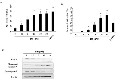 Effect Of Ilimaquinone IQ Treatment On Apoptosis A The Percentage