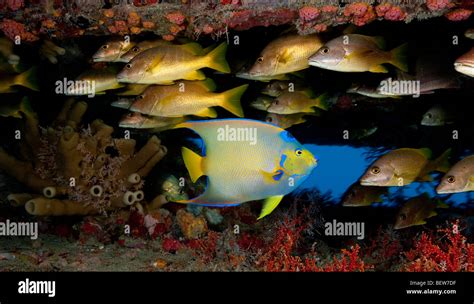 Fish On The Aquarius Habitat Stock Photo Alamy