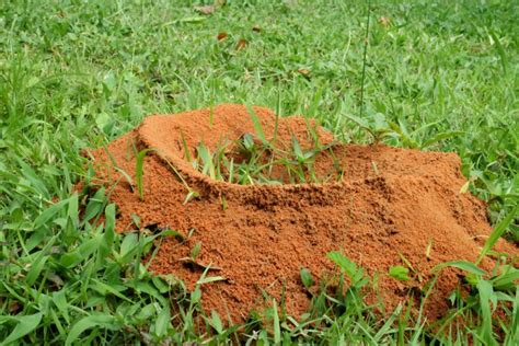The Fire Ant Sting Lingers On Tactical Pest And Termite Solutions