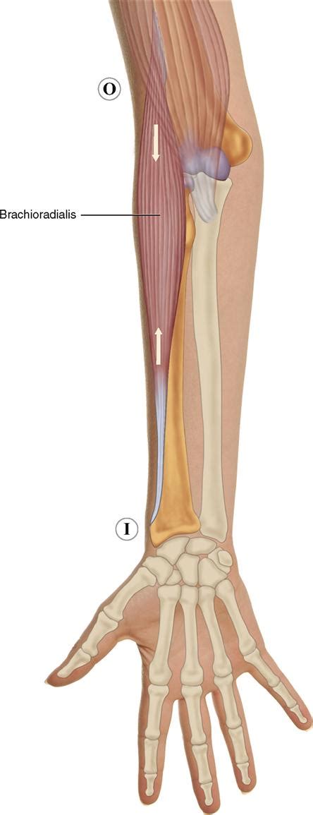 7. Muscles of the Forearm and Hand | Musculoskeletal Key