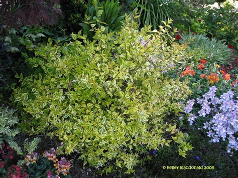 Plantfiles Pictures Glossy Abelia Kaleidoscope Abelia X Grandiflora