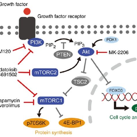 Cell viability against PI3K/mTOR signaling pathway inhibitors in canine ...