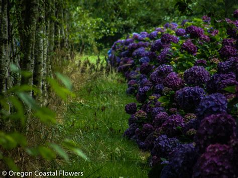 Deep Purple Hydrangea Wedding Flowers | Oregon Coastal Flowers