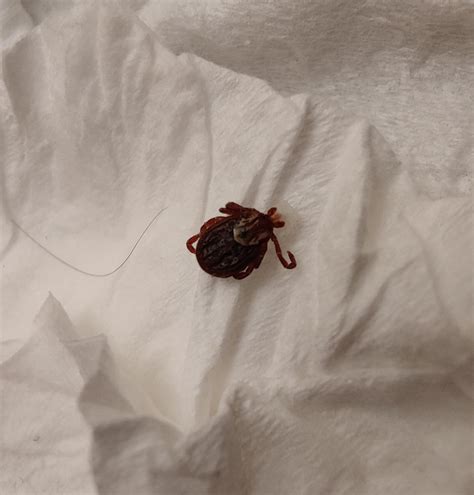 Is this a deer tick? : whatsthisbug