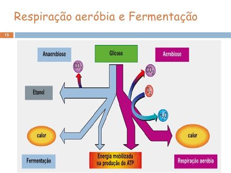 Bacterias Respiração - 11 fermentação e respiração