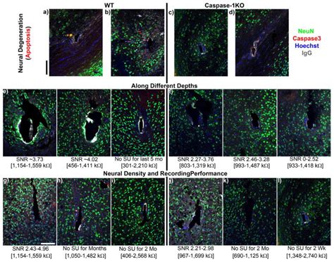 Effects Of Caspase Knockout On Chronic Neural Recording Quality And