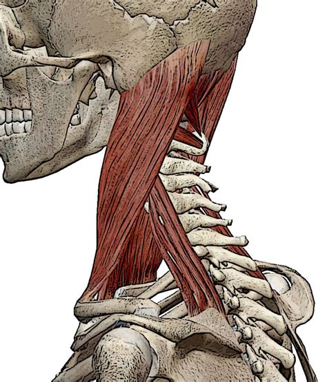 Forward Head Posture Muscles