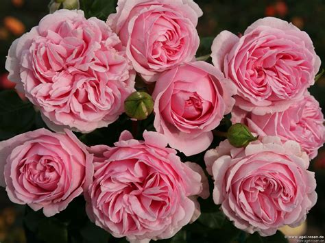 Buy Wellenspiel ® – Shrub Rose – AGEL ROSEN
