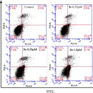 Effect Of Compound C On The Cell Cycle Distribution Of Mgc Cells