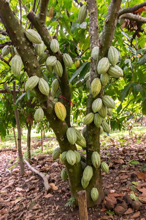 Cacao Rojo Plantas Y M S Panam