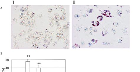 The Effect Of LPS Stimulation On Macrophages RAW 264 7 Cells Were