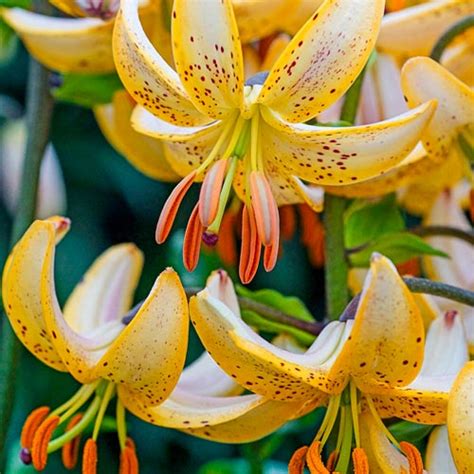 Lily Bulbs for Fall Planting: Lilium martagon Guinea Gold