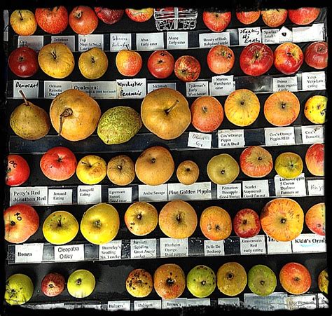 55 best images about Apple Varieties-Cultivars on Pinterest | Crisp ...