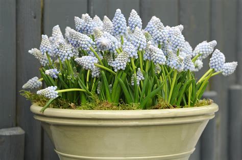 How Do You Plant Bulbs In Pots at Jennifer Dermody blog