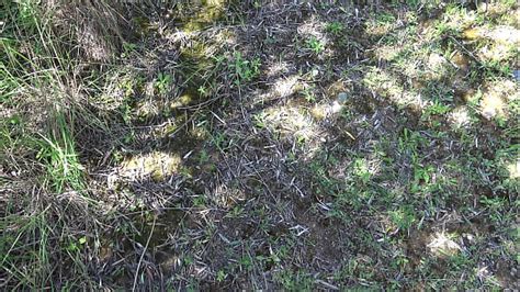 Hairy Lesbian Pissing Search XVIDEOS