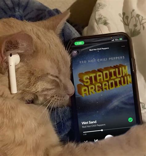 Red Hot Chili Peppers Cat Red Hot Chili Peppers Lyrics Red Hot Chili Peppers Poster Red Hot