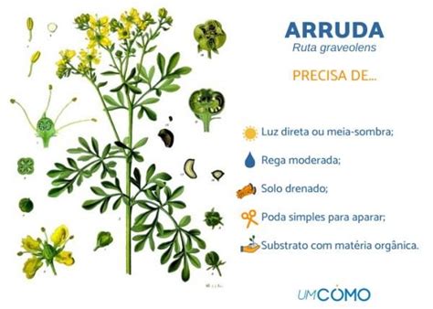 Planta Arruda Como Cuidar - Como Cuidar de Arruda: Dicas para Plantar, Cuidados e Curiosidades ...