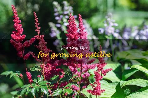 Gardening 101 How To Prune Your Astilbe For Optimal Growth Shuncy