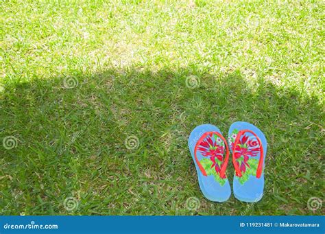 Summer Flip Flops On The Grass Stock Image Image Of Style Color