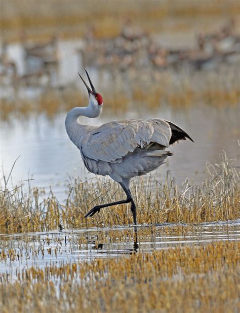 Greater Sandhill Crane Oregon Conservation Strategy