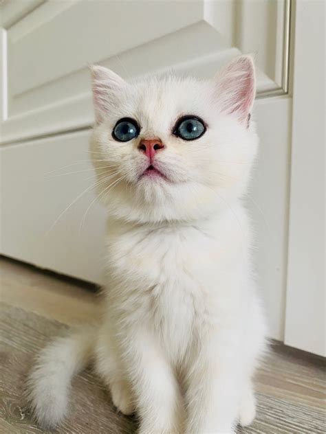 Шикарная шиншилка Лилу