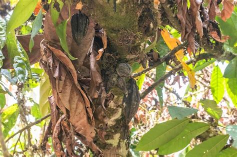 Premium Photo Sick Cocoa Cocoa Witch Cocoa Disease On Brazilian Farm