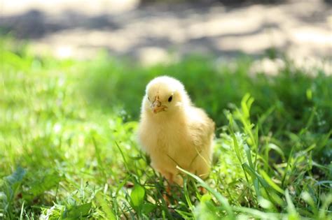 Premium Photo Cute Little Chick On Green Grass