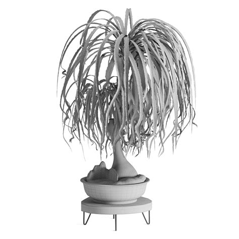 Indoor plant Beaucarnea Recurvata Image 3