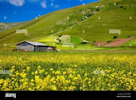 Italian wildflowers hi-res stock photography and images - Alamy