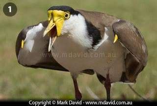 natures  annoying creaturesgo talkbasscom
