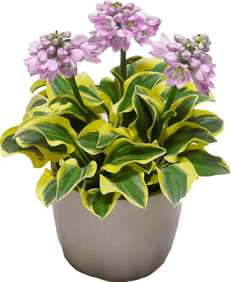 ColorLine Весна 2025