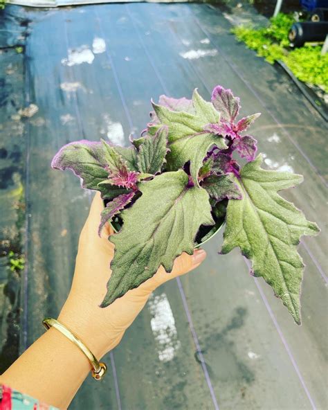 Purple Passion Aka Gynura Aurantiaca | Etsy