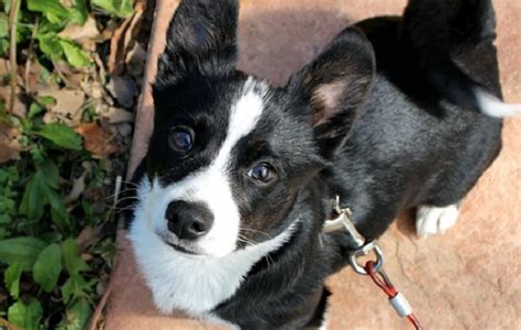 unreal boston terrier cross breeds