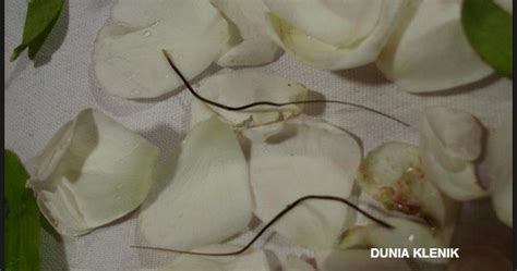 Asal Mula Buluh Perindu Dunia Klenik