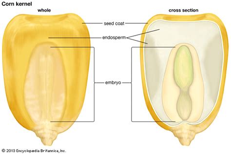 Corn Kernel Awkward Botany