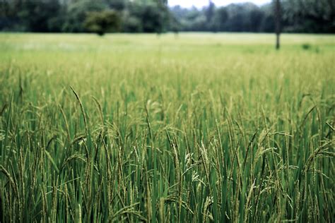 Field Grass Crop And Farming 4k Hd Wallpaper