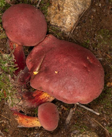 psychedelic boletus bicolor 3