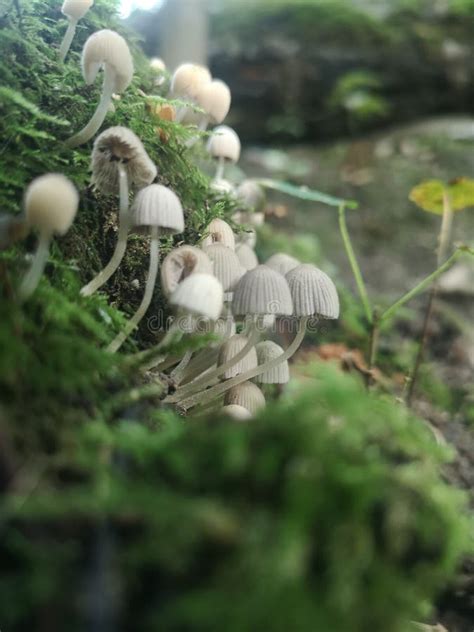 Foto Vertical De Cogumelos E Musgo Que Cresce Numa Floresta Imagem De