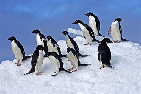 Lovely Animals Blog: Important Facts About Adelie Penguin