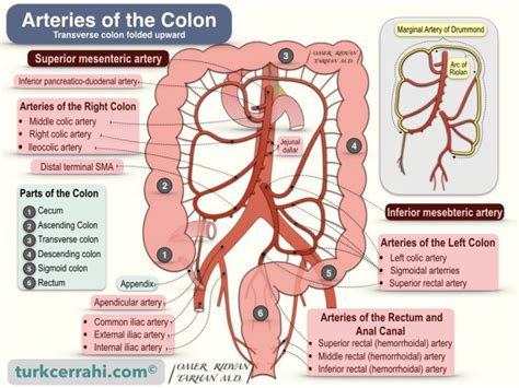 Anatomy Of The Rectum And Anal Canal Turkcerrahi En