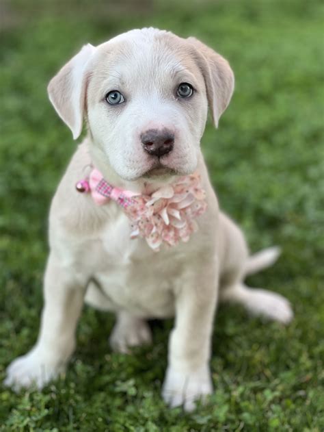 Dog for Adoption - Gretta, a Labrador Retriever in Phoenix, AZ | Alpha Paw