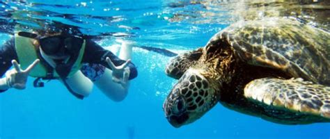 Cabo San Lucas Local Snorkeling Tour | Tours Cabo