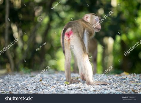 Monkey Showing Red Ass Forest Foto Stock 532868515 Shutterstock