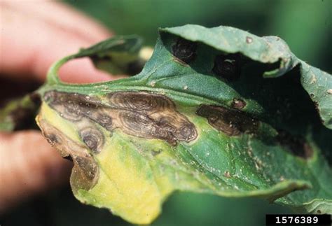 tomato early blight uw vegetable pathology uwmadison