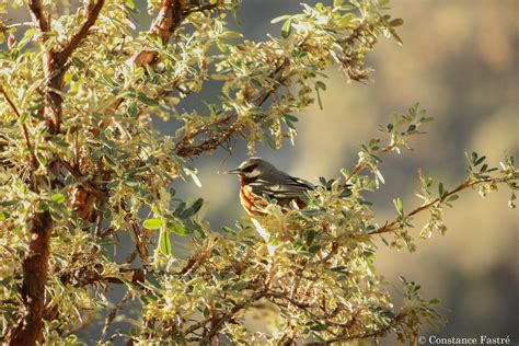 Rare forest birds influenced by topography and habitat quality